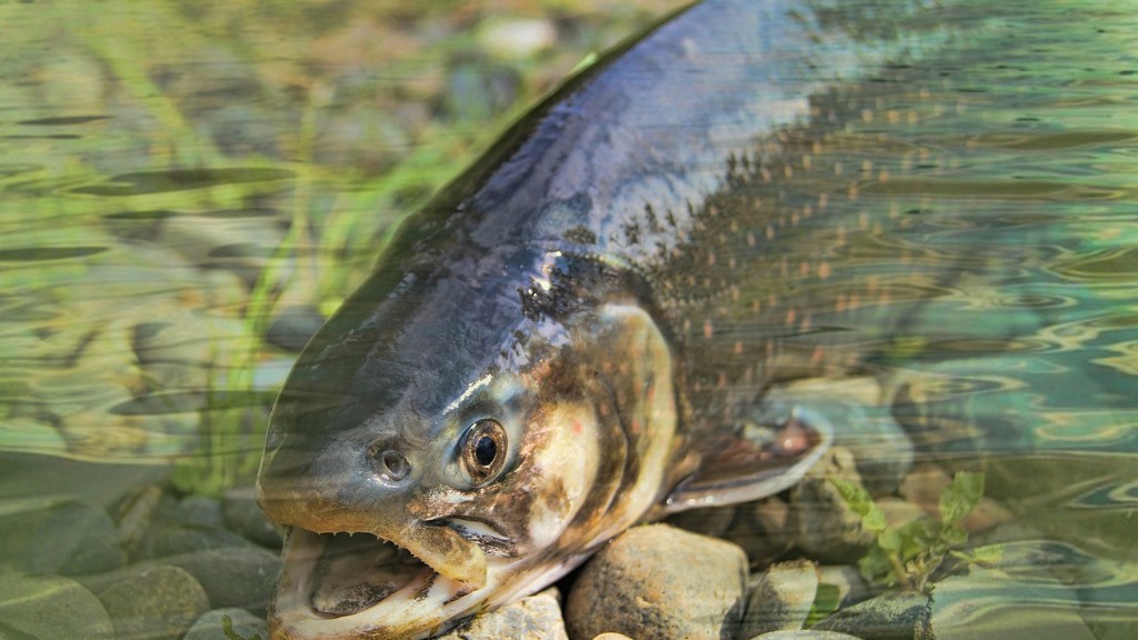 Sarado ba ang Wilson River Para sa Pangingisda ng Salmon